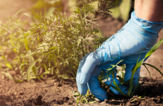 Hoe krijg ik onkruid weg - banner afbeelding